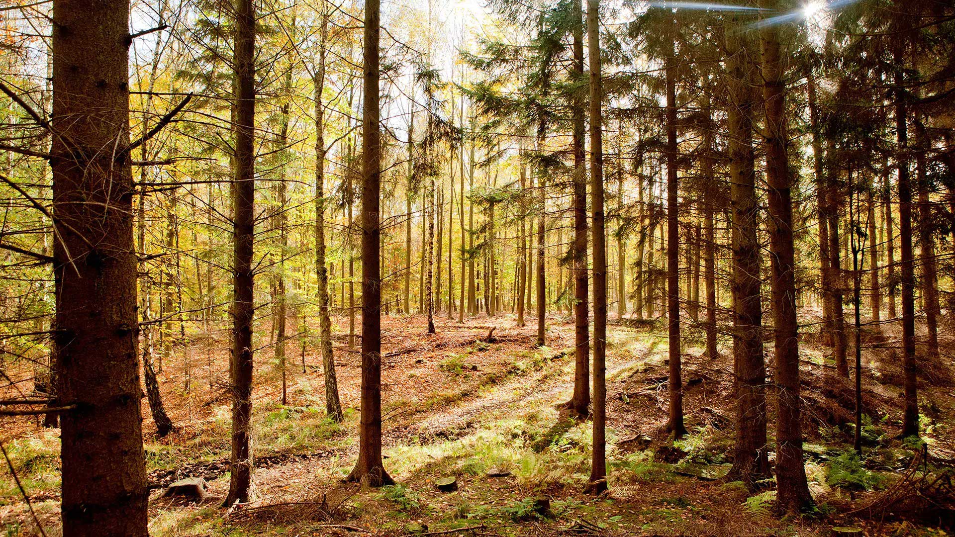 Groenholt_Vang_naaleskov_Foto_Naturstyrelsen_tobiasmarkussen2